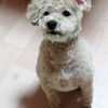 トリミングデーとさくらあんぱん