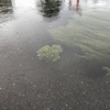 雨、塩。キノコのオイル煮。