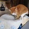 にゃにゃにゃ工務店の冬支度