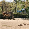 動物園のしまうまは 白と黒の縞模様ではないと学んだ日