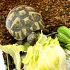 ヒガシヘルマンリクガメ～野草類が無いよ