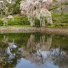 桜巡り　 ６　鹿の子池公園〜水芭蕉