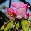「カタクリ（片栗）」、花が散って結実へ…。