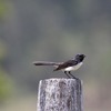 Willie Wagtail　ヨコフリオウギビタキ