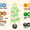 大麻の効能・・・