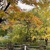 札幌の紅葉はもう少しでピークを迎えます
