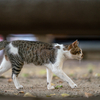 近隣繁華街のねこさん