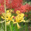 あけぼの山公園の彼岸花 情報