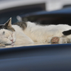 猫は車の屋根で丸くなる。