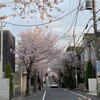 きなこ、のんびり散歩する