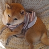 玉座に鎮座、だよ