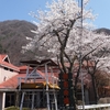 群馬桜_老神温泉・山妻有