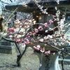 天神さんの梅と平野さんの桜