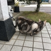 猫、集団でやってきた鳥に怯える