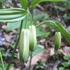 土岳　春の花