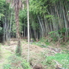 竹林整備のルール化