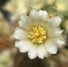 今年も花が咲いた、マミラリア・カルメナエは白い花です。