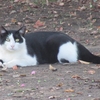 ９月のファミリー公園の猫たち