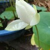 花ハスー１７ 白妙の開花