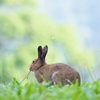 夏のユキウサギ