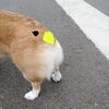 隠れているのはな～んだ？
