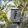 うちの巣箱にシジュウカラが入りました。