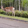 初夏の北海道ドライブ旅 プロローグ