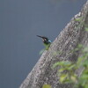 何とかカワセミとヤブサメ(大阪城野鳥探鳥 2015/08/22 5:05-10:00)