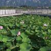 華山麓でハスの花が見頃に　陝西省渭南市