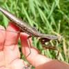 ハラビロカマキリ褐色型