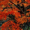Autumn colors ７
