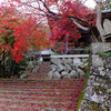 紅葉の 隠れた名所「東光寺」 &  人気の名所 湖東三山「百済寺」