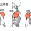 【目指すはメロン肩】ブログ　筋トレ　肩トレ集めました！