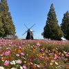 コスモス🌸を見にあけぼの山農業公園に行ってきました！