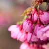 高知県牧野植物園の『桜』（1）