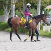 【一口馬主／ラパンラピッド】新たな可能性の扉をこじ開けろ！