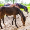 面白い馬名を付ける馬主とは　その２