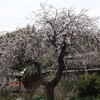 しだれ梅