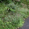 尾根道の秋の花・イヌタデとミズヒキ