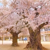 土浦の桜の名所！真鍋小学校の桜2023！駐車場や現在の開花状況、ライトアップについて【茨城】