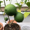レモンの成長〜苗の購入から初収穫
