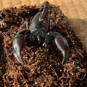 第2回目 ユウレイヒレアシナナフシの飼育方法 生き物屋 S M Gの日記