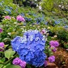 【みのかも健康の森】池の横の斜面にアジサイが咲き誇る