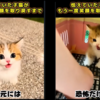 拒絶していた子が初めて見せた笑顔を観た！