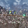 春の箱根旅の思い出⑧『箱根ガラスの森美術館編最終回』庭園～エントランス