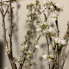 肌寒いが春を感じる3月 桜・ヒペリカム・ドラセナ3種の植物をお出迎え
