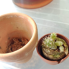 植え替え三昧