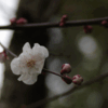 春の花が咲き始めた。