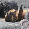 【3人子連れ】2018年末ガラパゴス諸島旅行記⑨〜動物編