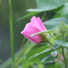 結婚式は雨降りに